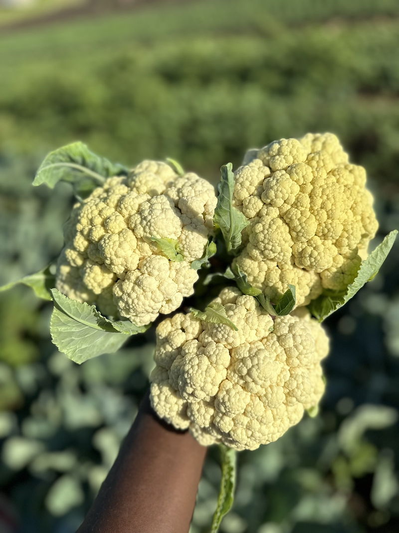 Choux-fleurs récoltés le matin, tenus à la main dans la parcelle