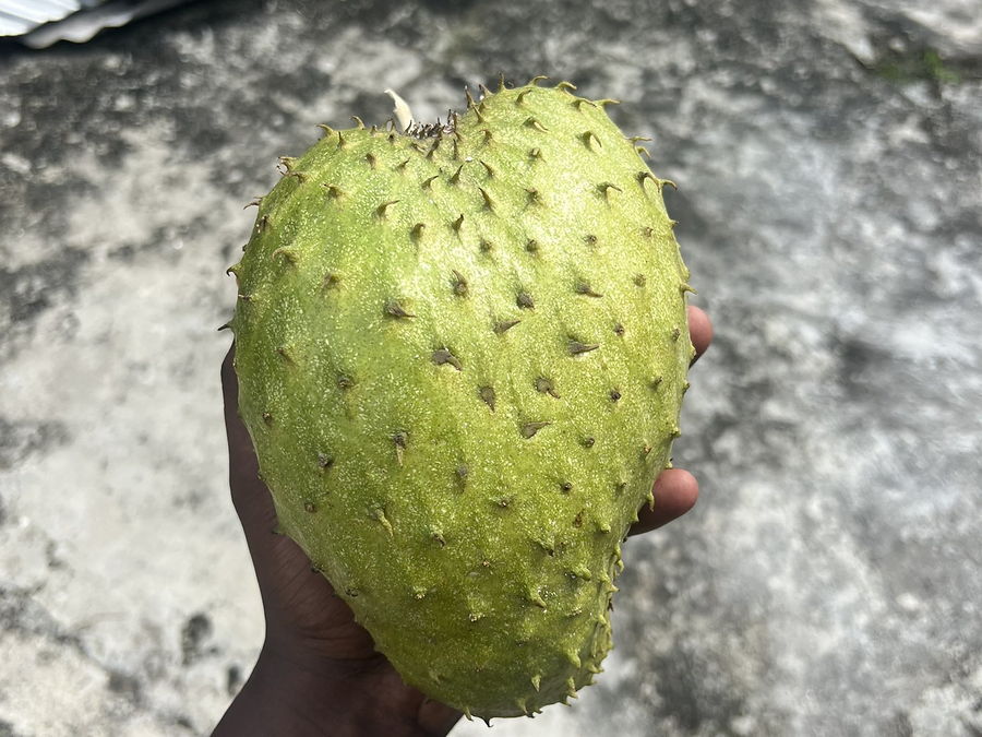 Corossol, au rayon fruits d'OKO LANQ